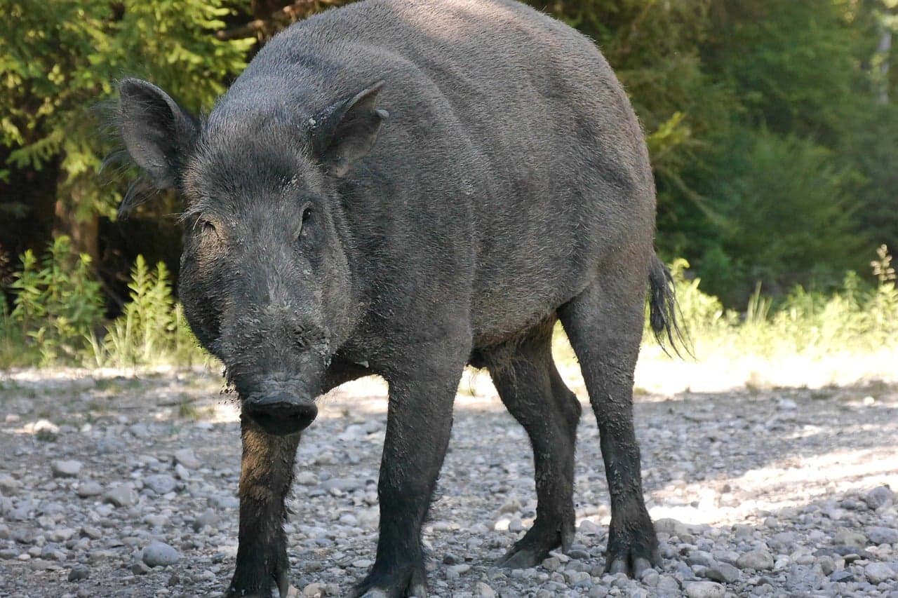 Zmiany w prawie łowieckim o odszkodowaniach dla rolników proponowane przez rząd doprowadzą na wsi do wrzenia
