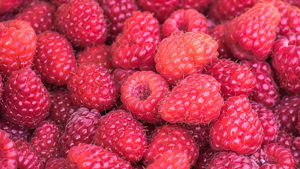 Polska pozostaje w czołówce producentów malin w Europie i na świecie