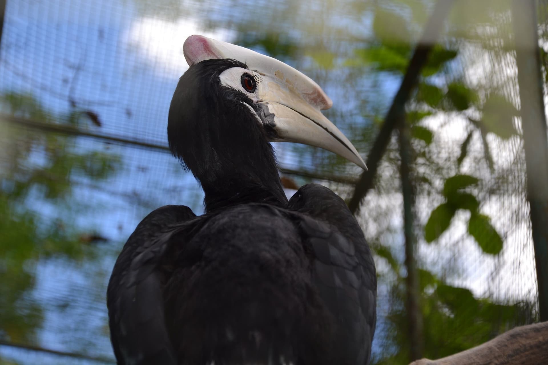 Wrocławskie zoo jako jedyne na świecie rozmnożyło dzioborożca palawańskiego