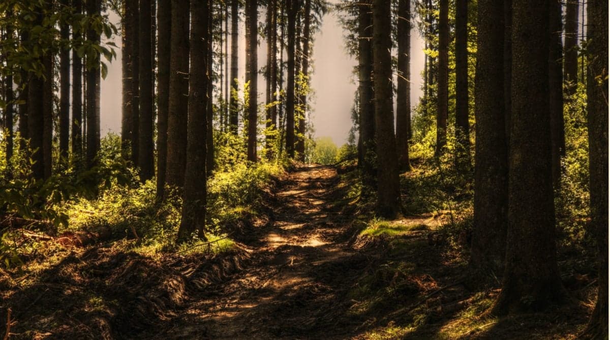 UE chce, by polskie lasy pochłaniały dwukrotnie więcej CO2. Rzońca: fałszywi orędownicy ochrony środowiska sieją zamęt