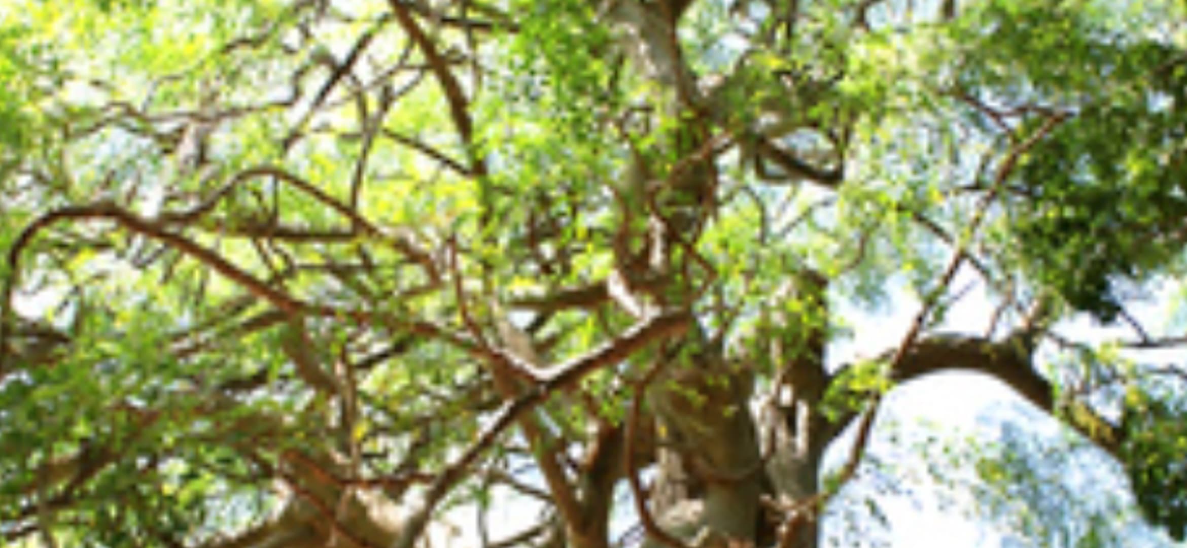 MiŚ – Moringa i spiżarnia z Kostaryki – 28.10.2025 r.