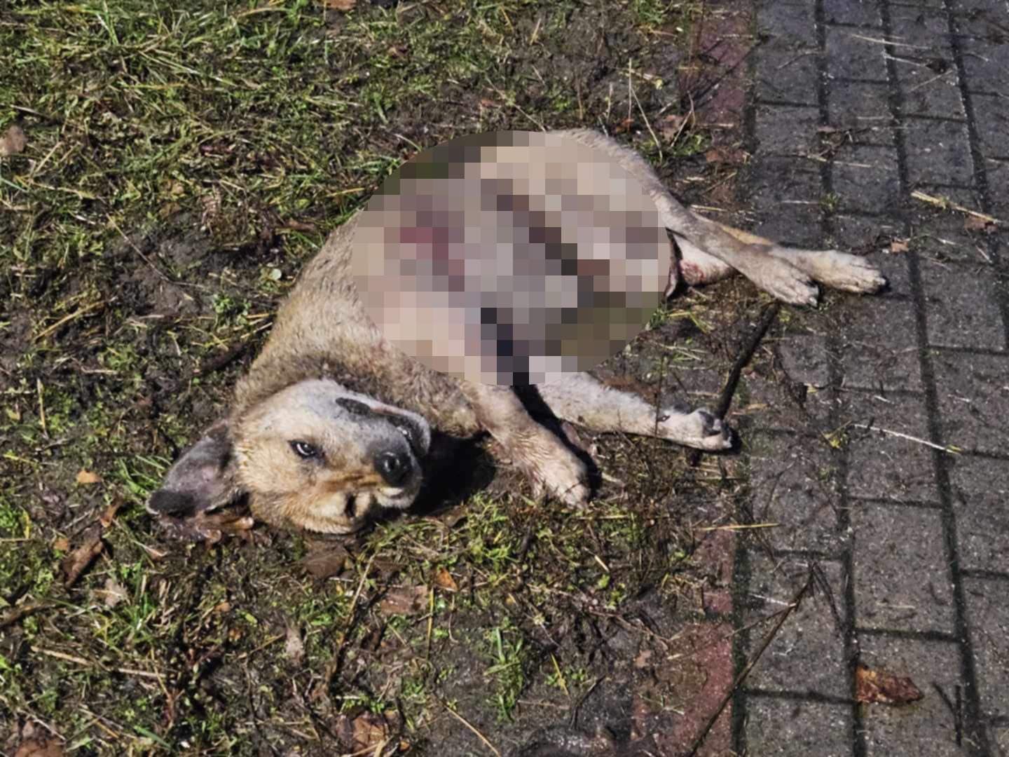 Dziki zabiły psa na oczach mieszkańców Karczewa