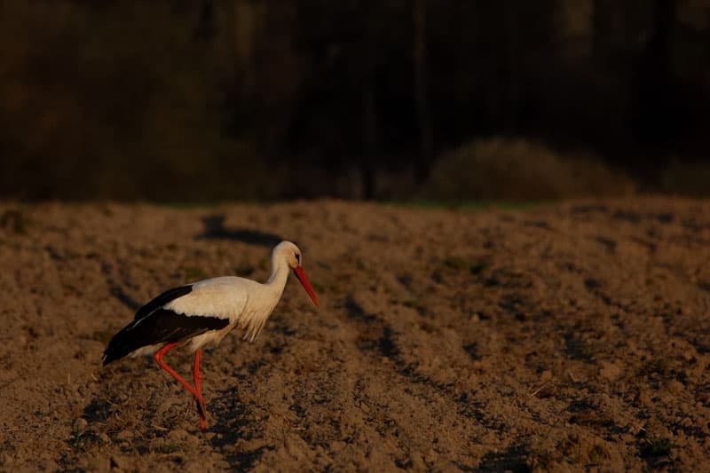 Bociany wróciły do Polski. Maciej Perzyna o migracji, gniazdach i zwyczajach