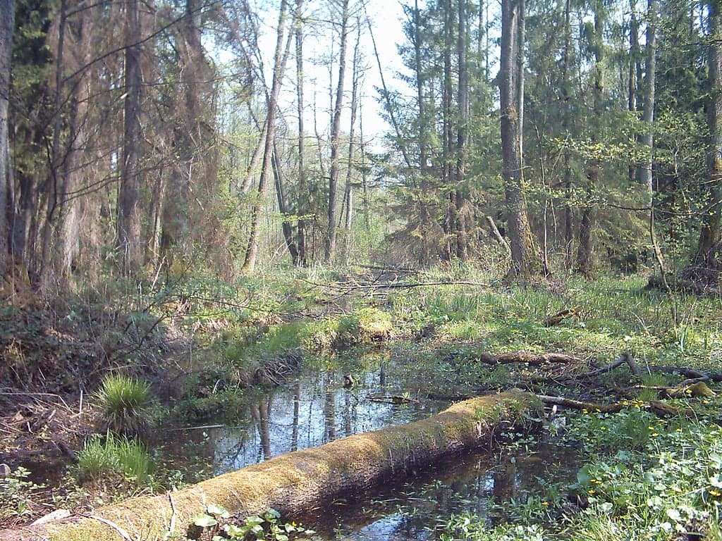 Wszczęto II etap procedura Komisji Europejskiej przeciw Polsce; trwa także planowa wycinka drzew w Puszczy Białowieskiej