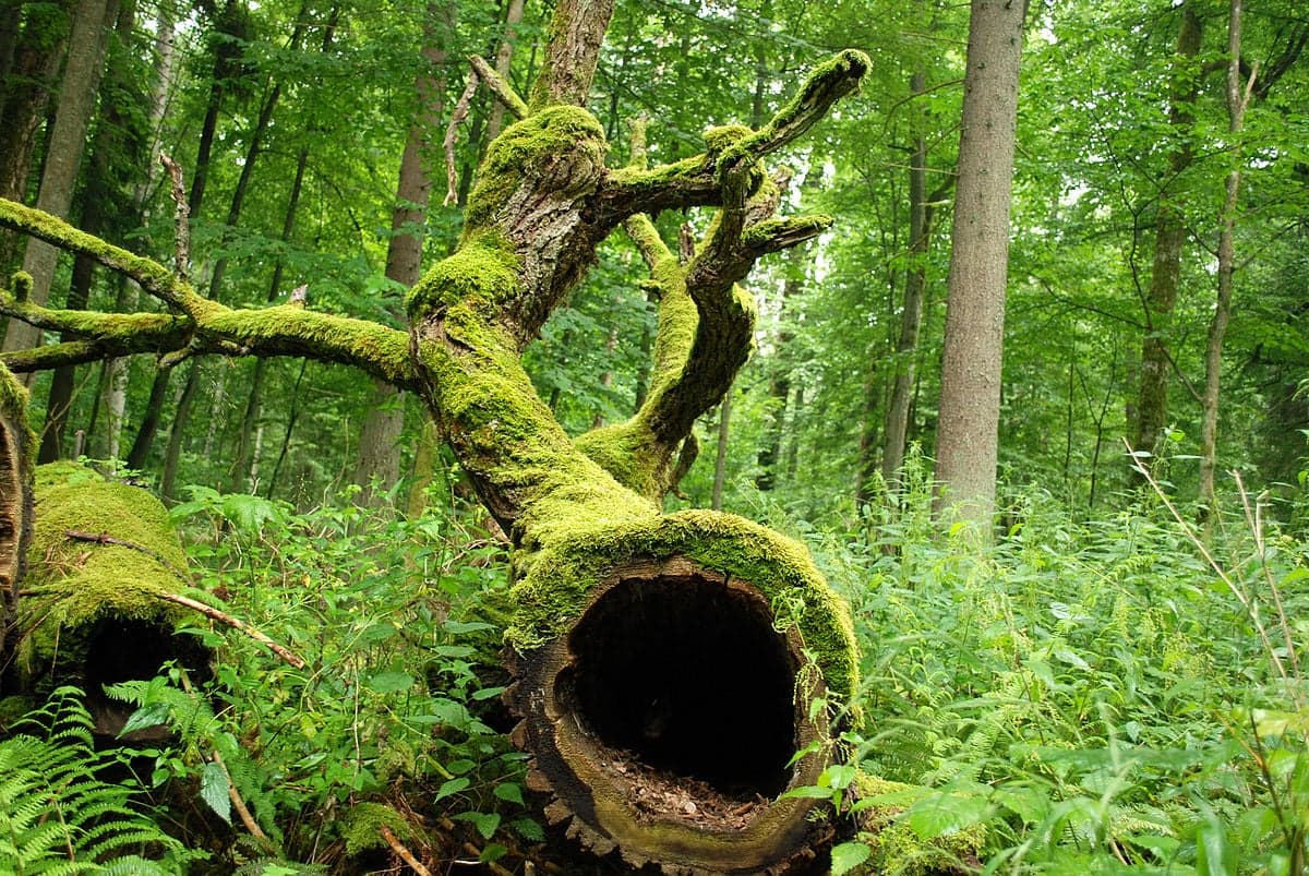 Prezes firmy Matecznik: Oferujemy produkty naturalne, tradycyjne, jak najmniej przetworzone. Jesteśmy w 28 krajach