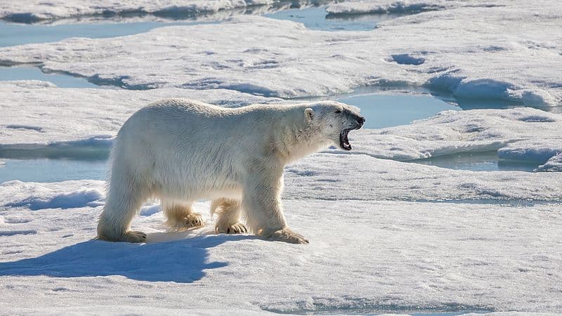 Niedźwiedzie polarne grasują po czukockim miasteczku