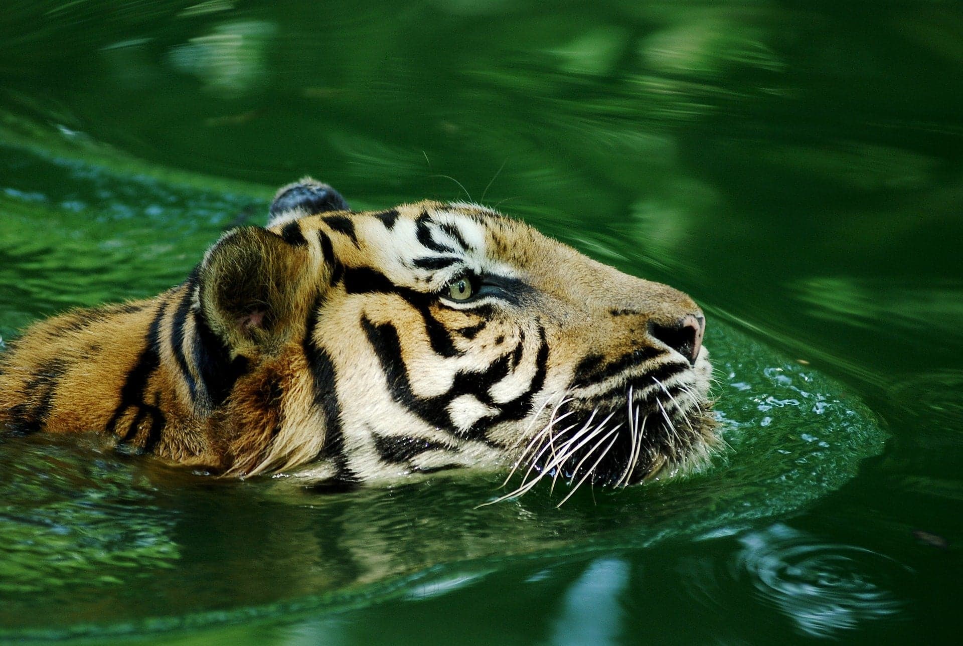 W nowojorskim ZOO koronawirusem zaraziła się … tygrysica