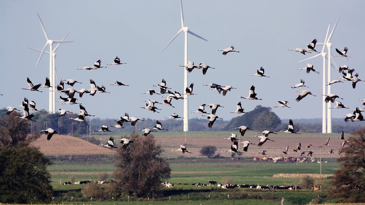 Farmy wiatrowe — zagrożenie dla ptaków? Ornitolog wyjaśnia: Lokalizacja jest kluczowa