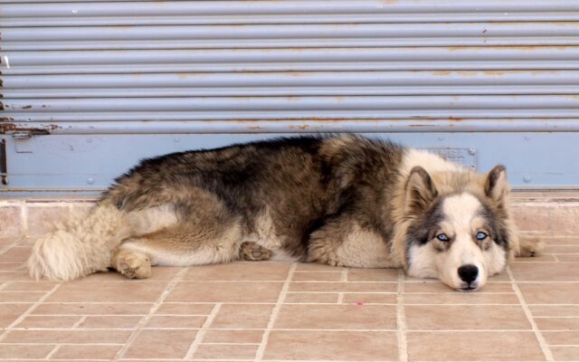 Po ulicach Vilcabamby chodzą psy. "Żaden z nich nie jest bezdomny" powiedział mi ktoś. "Każdy ma właściciela, każdy wie, który pies jest czyj".
