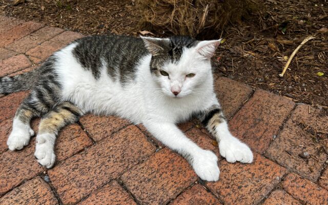 Koty Hemingwaya, Key West, mają charakterystyczne 5 pazurów | fot. Liliana Wiadrowska