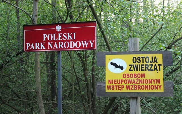 Poleski Park Narodowy - Ścieżka przyrodnicza "Spławy / Fot. Rafał M. Socha, Wikimedia Commons